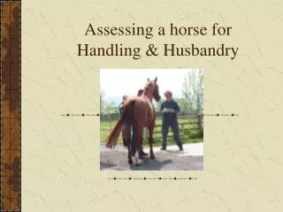 Assessing a horse for Handling &amp; Husbandry