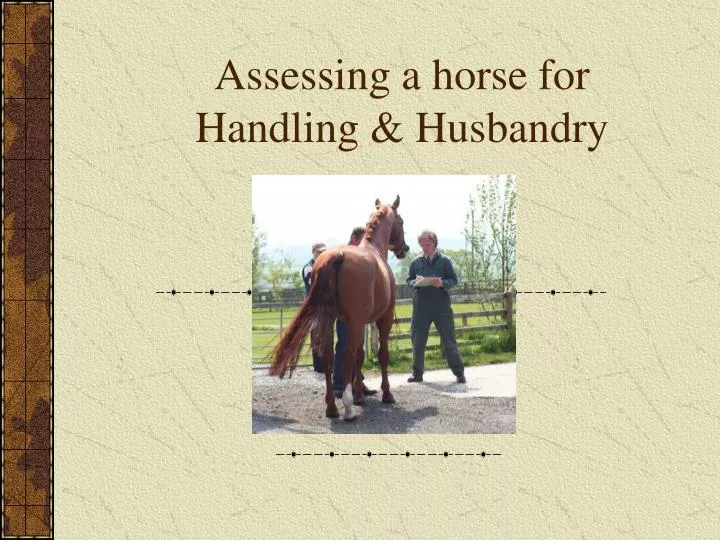 assessing a horse for handling husbandry