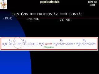 peptidszint zis