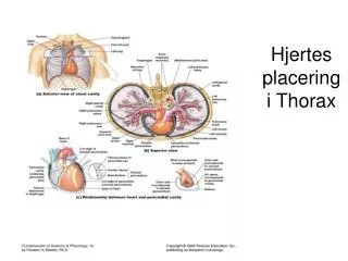 hjertes placering i thorax