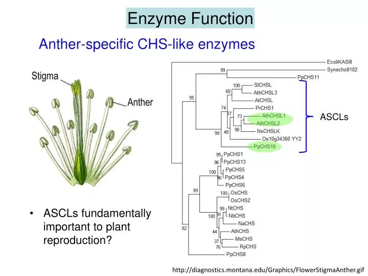 anther specific chs like enzymes