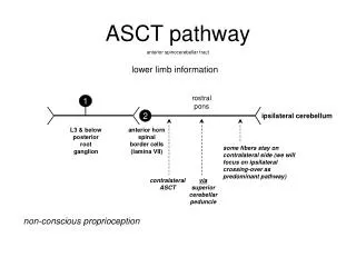 ASCT pathway