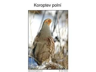 koroptev poln