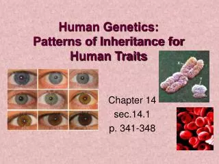 Human Genetics: Patterns of Inheritance for Human Traits