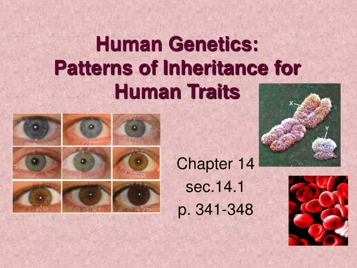human genetics patterns of inheritance for human traits