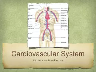 Cardiovascular System