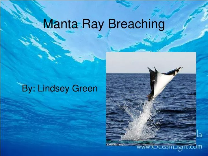 manta ray breaching
