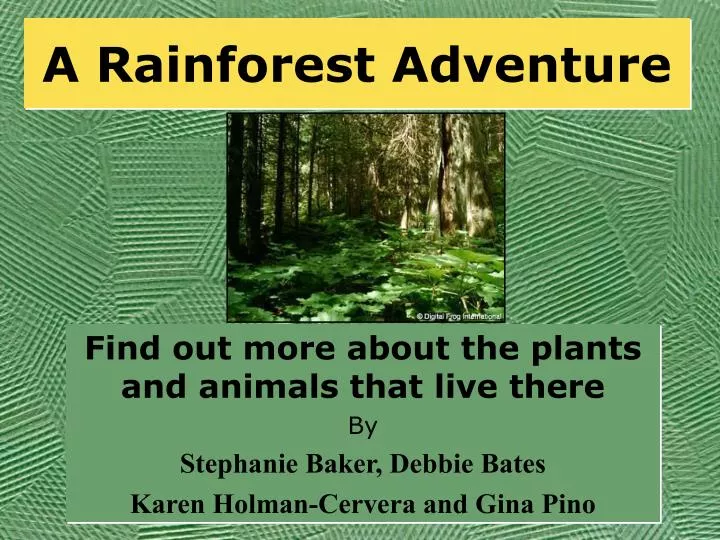 a rainforest adventure