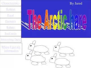 The Arctic hare