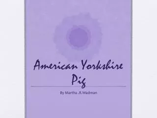 American Yorkshire Pig