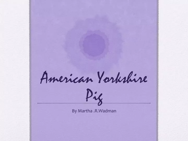 american yorkshire pig