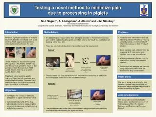 Testing a novel method to minimize pain due to processing in piglets