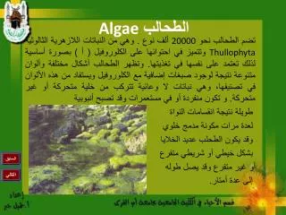 algae