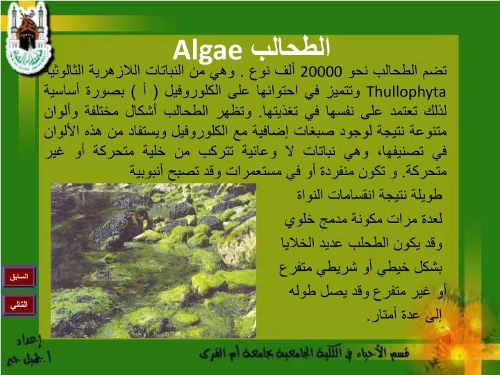 algae