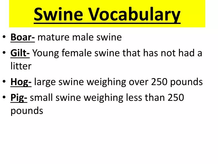 swine vocabulary