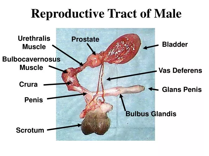 reproductive tract of male