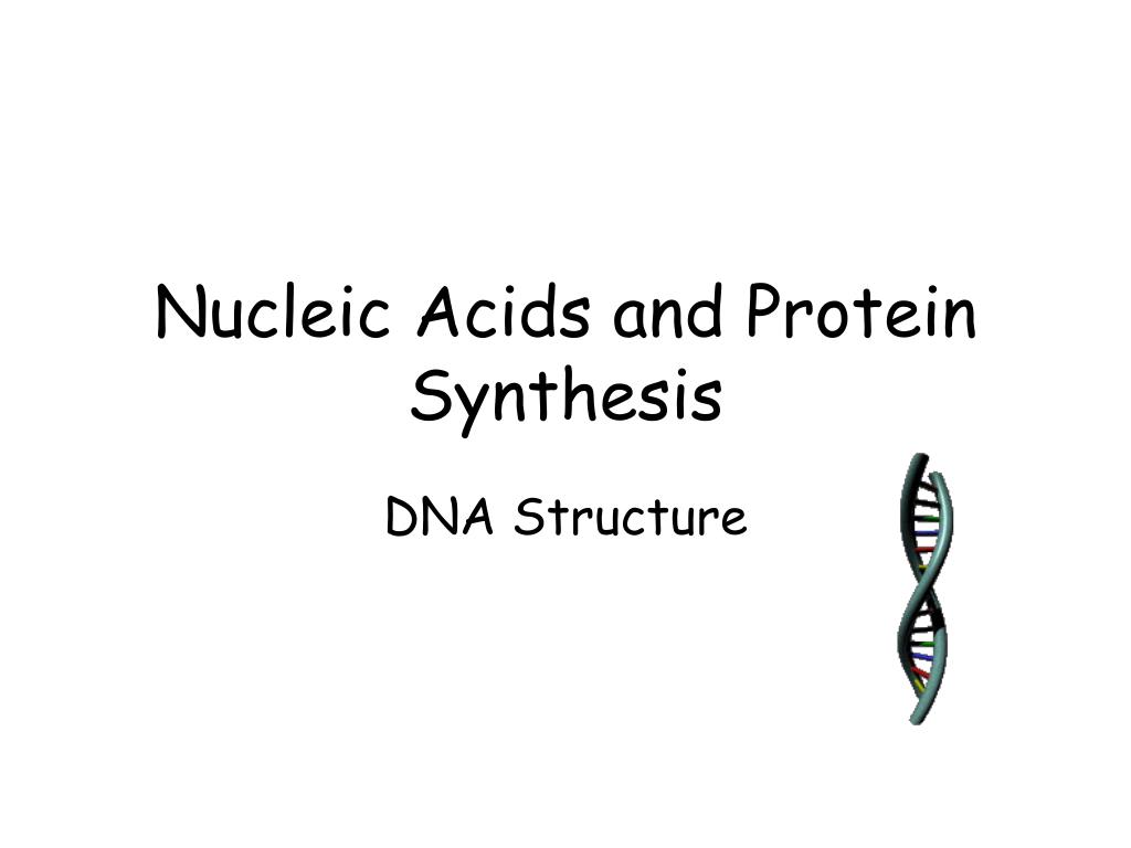 PPT - Nucleic Acids and Protein Synthesis PowerPoint Presentation, free ...
