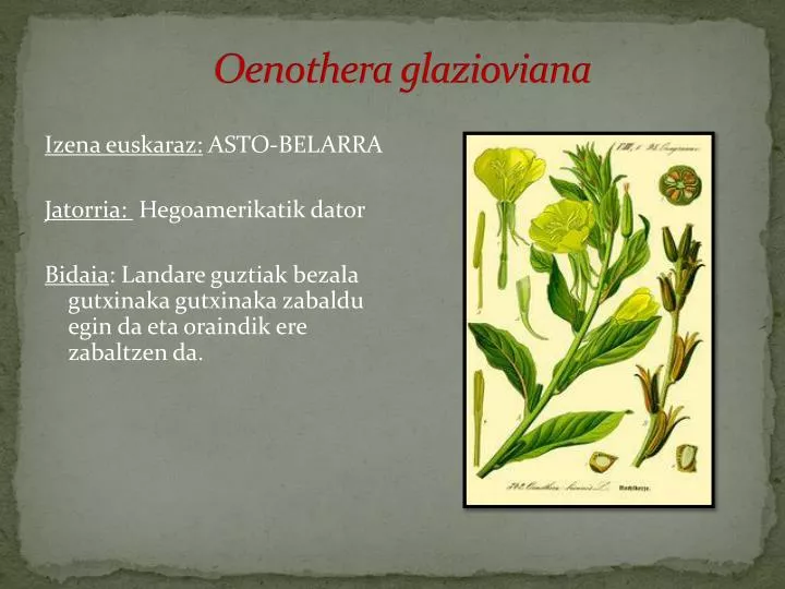 oenothera glazioviana