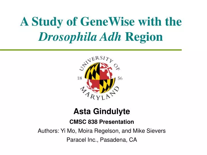 a study of genewise with the drosophila adh region