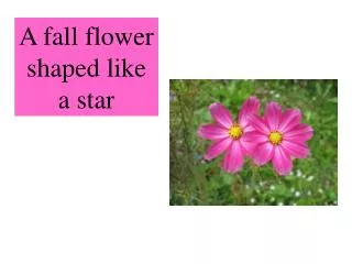 A fall flower shaped like a star