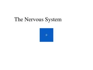 The Nervous System