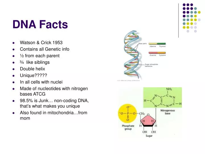 dna facts