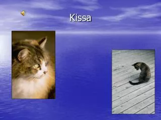 kissa