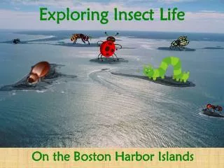 Exploring Insect Life