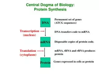 Central Dogma of Biology: Protein Synthesis