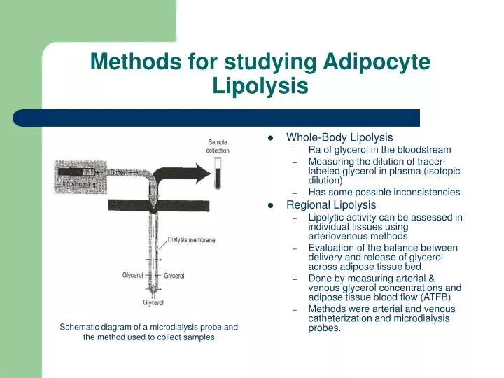 methods for studying adipocyte lipolysis