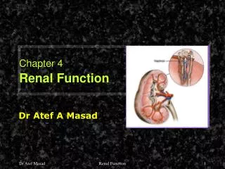 chapter 4 renal function