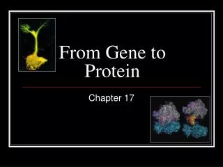 From Gene to Protein