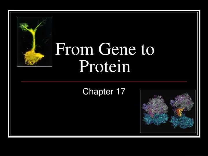 from gene to protein