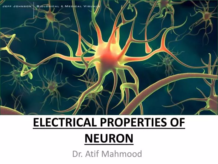electrical properties of neuron