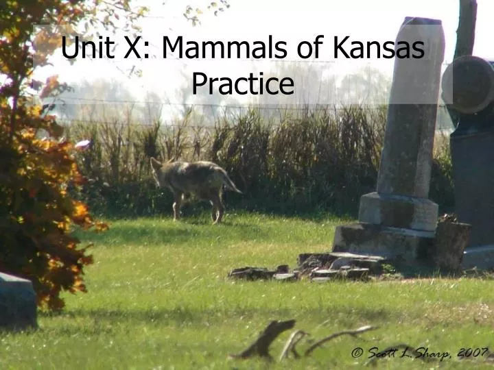 unit x mammals of kansas practice