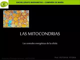 las mitocondrias