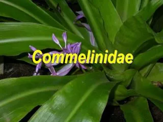 commelinidae