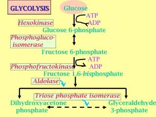 GLYCOLYSIS Glucose ATP Hexokinase ADP Glucose 6-phosphate P hosphogluco- i somerase