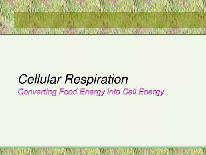 cellular respiration converting food energy into cell energy