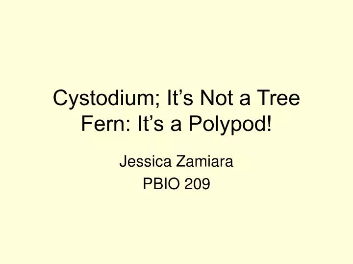 cystodium it s not a tree fern it s a polypod