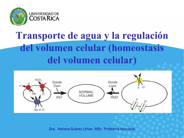 transporte de agua y la regulaci n del volumen celular homeostasis del volumen celular