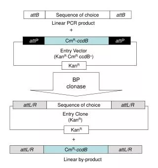 Linear PCR product