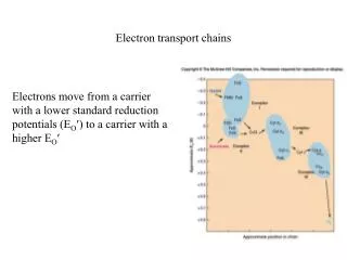 Electron transport chains