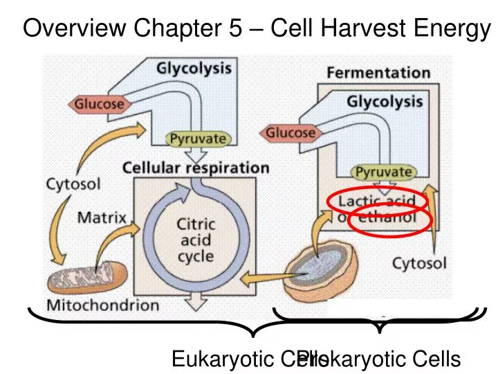 overview chapter 5 cell harvest energy
