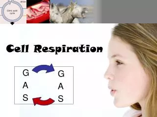Cell Respiration