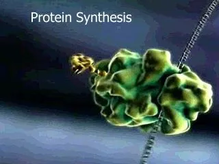 Protein Synthesis