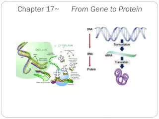 chapter 17 from gene to protein