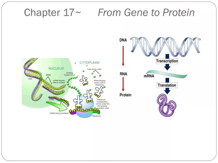 chapter 17 from gene to protein