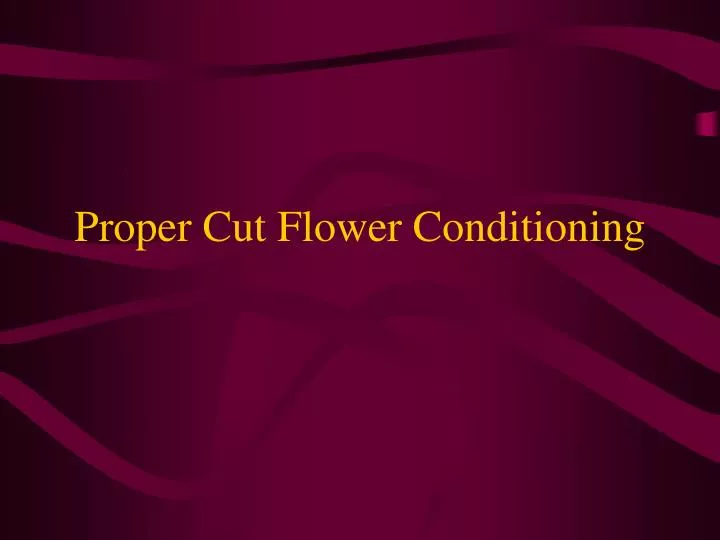 proper cut flower conditioning