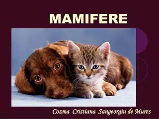 mamifere